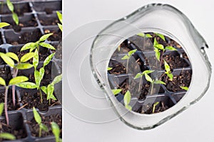 Concept cultivation of vegetables, young seedlings from pepper seeds harvested protected by glass