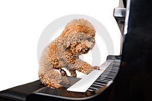 Concept of cute poodle dog playing piano in white background