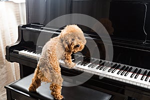 Concept of cute poodle dog preparing to play grand piano
