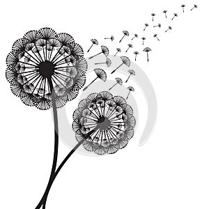 concept dandelion. Vector