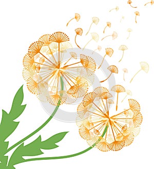 Concept dandelion. Vector