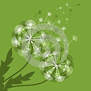 concept dandelion. Vector