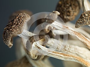 Concept detailed image showing delicate enoki mushrooms