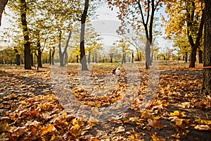 Concept of a dog walking and running on a leash in a public park.