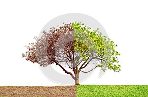 Concept of doubleness. Dead tree on one side and living tree on the different side. Isolated on a white background.