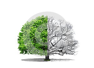 Concept of doubleness.