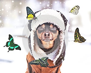 Concept Dreams Come True,  miracle, a dog with eyes closed sits in a winter forest and dreams of summer, butterflies fly