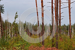 Concept of Earth day. Dead trees and catastrophic forest dieback in Europe. Climate change, drought and bark beetles.