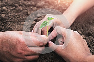concept eco hand helping planting young tree