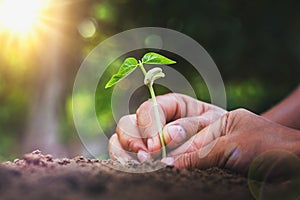 concept eco hand helping planting young tree