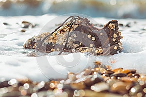 Concept of environmental protection and pollution. An old Shoe covered with shells lies on the coast in the sea foam. Close up.