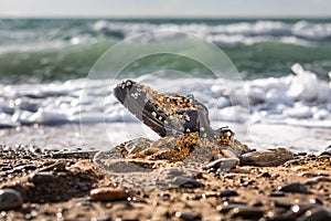 Concept of environmental protection and pollution. An old Shoe, covered with shells, lies in the coastal sand. In the background