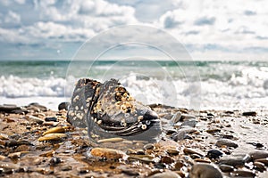 Concept of environmental protection and pollution. An old Shoe, covered with shells, lies on the shore. In the background, the