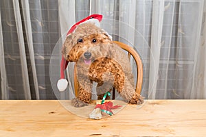 Concept of excited dog on Santa hat with Christmas gift on tabl