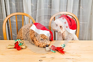 Concept of excited dogs on Santa hat with Christmas gift on tabl