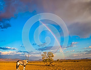 The concept of exotic tourism in Namib-Naukluft National Park, Namibia. Antelope-oryx standing under magnificent rainbow. The