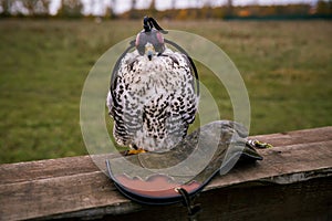 The concept of falconry. Head cap, hood. Beautiful hawk and leather glove on a perch