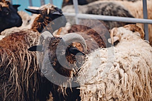 Concept farm animal husbandry. Sheep prepare for shearing wool and slaughtering meat