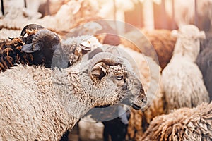 Concept farm animal husbandry. Sheep prepare for shearing wool and slaughtering meat with sunlight