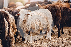 Concept farm animal husbandry. Sheep prepare for shearing wool and slaughtering meat with sunlight