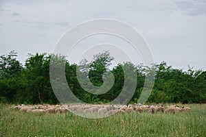 The concept of farming and agriculture. A flock of sheep graze in a clearing in the village in summer. Portrait of a