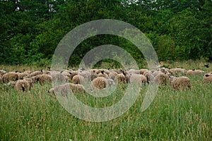 The concept of farming and agriculture. A flock of sheep graze in a clearing in the village in summer. Portrait of a