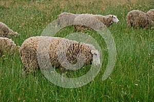 The concept of farming and agriculture. A flock of sheep graze in a clearing in the village in summer. Portrait of a