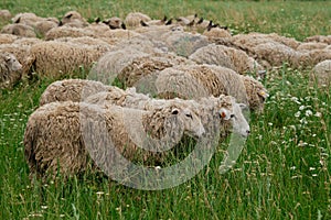The concept of farming and agriculture. A flock of sheep graze in a clearing in the village in summer. Portrait of a