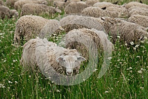 The concept of farming and agriculture. A flock of sheep graze in a clearing in the village in summer. Portrait of a