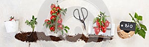 Concept of farming and planting tomatoes