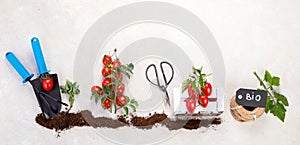 Concept of farming and planting tomatoes