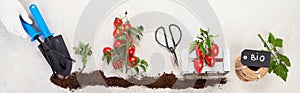 Concept of farming and planting tomatoes