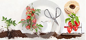 Concept of farming and planting tomatoes