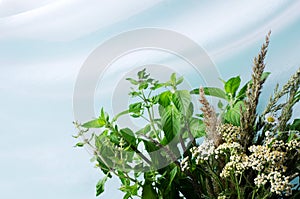 The concept of a floral plant background. Bouquet of field herbs - wormwood, melisa, meadow grass on a blue background with photo