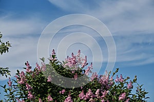 The concept of flowers and nature. Lilac bush close-up against blue sky with clouds. A beautiful wild-growing spring