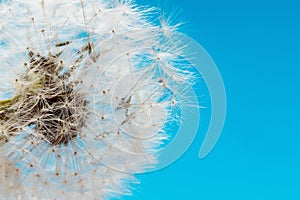 Concept of freedom. Overblown dandelion with seeds flying away with the wind. Copy space