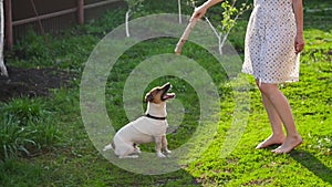 Concept of friendship and pets. Happy young woman and dog having fun at grass