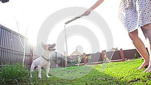 Concept of friendship and pets. Happy young woman and dog having fun at grass