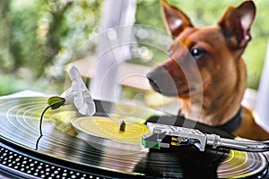 Concept of a funny dog near a turntable with vinyl disc photo