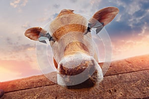 Concept funny pictures of animals. Portrait smile Jersey cow shows tongue sunset light