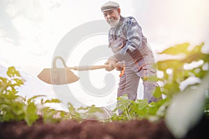 Concept of gardening, agriculture. Elderly man farmer portrait in vegetable garden
