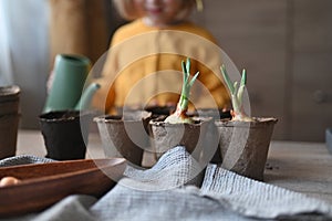 concept of gardening. little girl is engaged in planting seeds for seedlings, pouring earth into pots for growing crops.