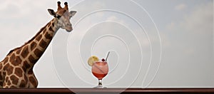 Giraffe sipping on a colorful cocktail
