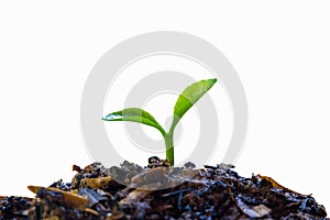 A concept of growth or new beginning. a sprout growing on good soil isolated on white background