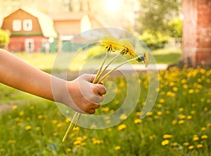 The concept of a happy childhood, yellow dandelions in the hand of a child on a blurred background of nature, in the open