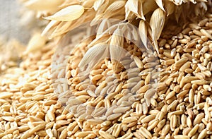 The concept of healthy eating. Whole grains of oats and oat spikelets