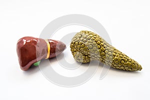 Concept of the hepatobiliary system. Anatomical models of liver and pancreas lie nearby on a white background. Diseases and pathol