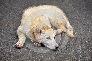 The concept of homeless animals, the shelter or veterinary clinic - an abandoned sick dog, like a Labrador lying on the street