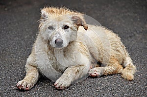 The concept of homeless animals, the shelter or veterinary clinic - an abandoned sick dog, like a Labrador lying on the street