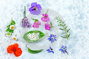 Concept of homeopathic pills with homeopathy granules and medicinal flowers and plantson a grey wooden background
